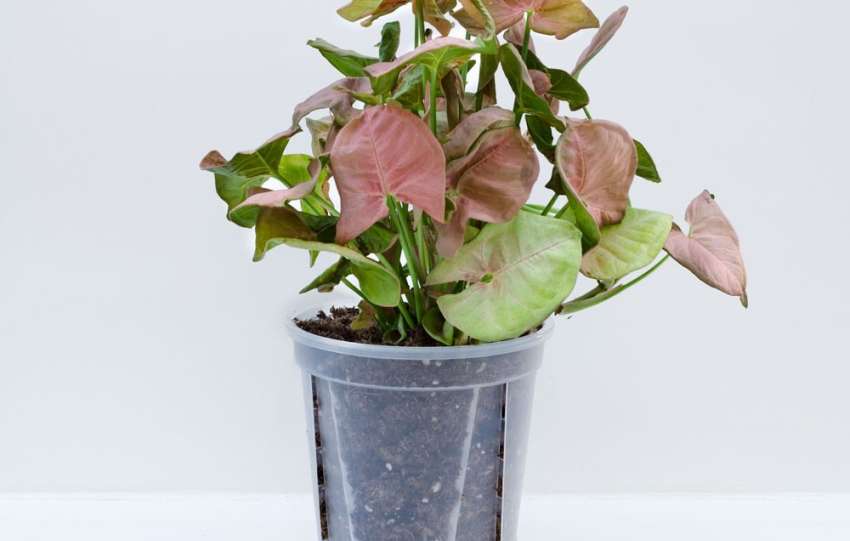 macetas de autorriego ideales para madres ocupadas que buscan mantener sus plantas saludables con mínima dedicación y máxima comodidad.