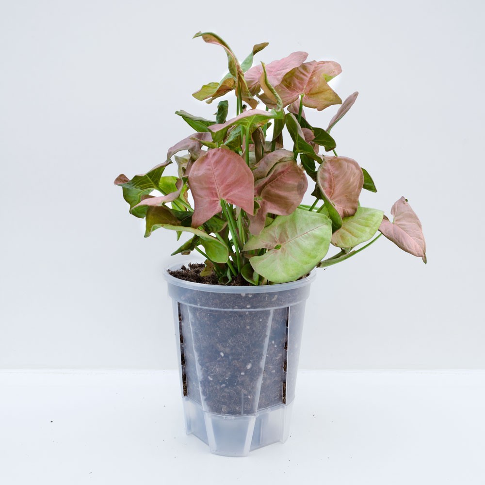 macetas de autorriego ideales para madres ocupadas que buscan mantener sus plantas saludables con mínima dedicación y máxima comodidad.