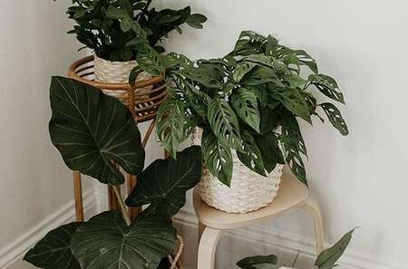 descubre cómo la decoración biofílica con macetas inteligentes puede transformar tus espacios, integrando naturaleza y tecnología para un ambiente más saludable y armonioso.