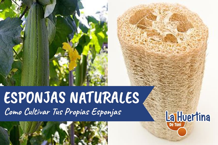 esponjas naturales de luffa para exfoliación: cuida y renueva tu piel de manera suave y ecológica con nuestras esponjas 100% naturales.
