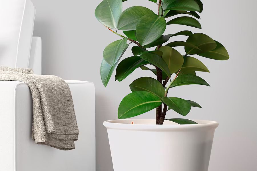 descubre nuestras macetas biofílicas autorregables, diseñadas para mantener tus plantas saludables con un riego eficiente y automático. perfectas para hogares modernos y amantes de la naturaleza.